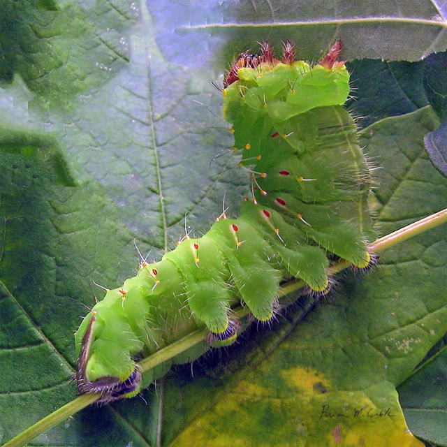 (image for) Polyphemus Cat